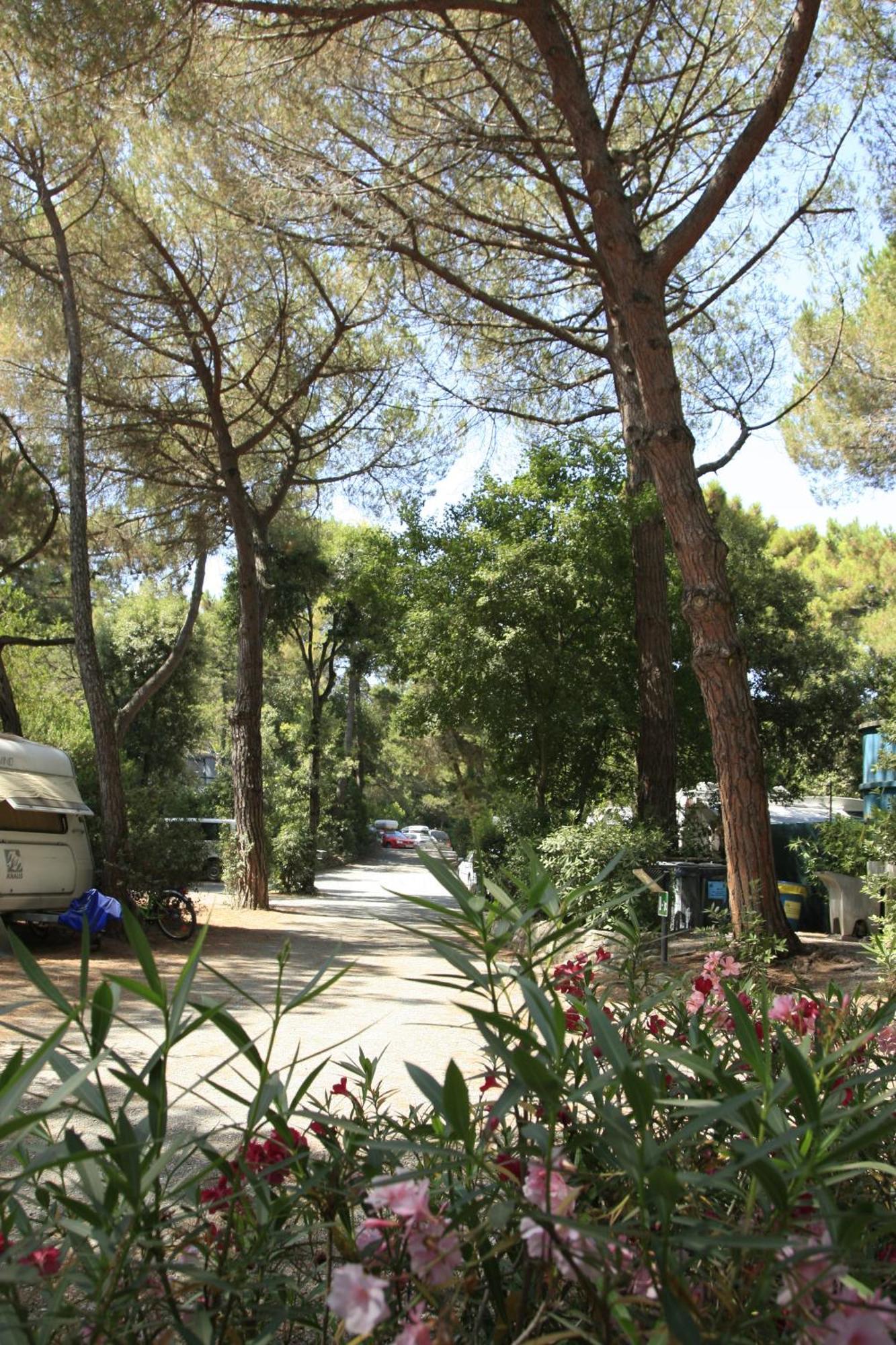 Camping Casa Di Caccia Marina Di Bibbona Exteriör bild