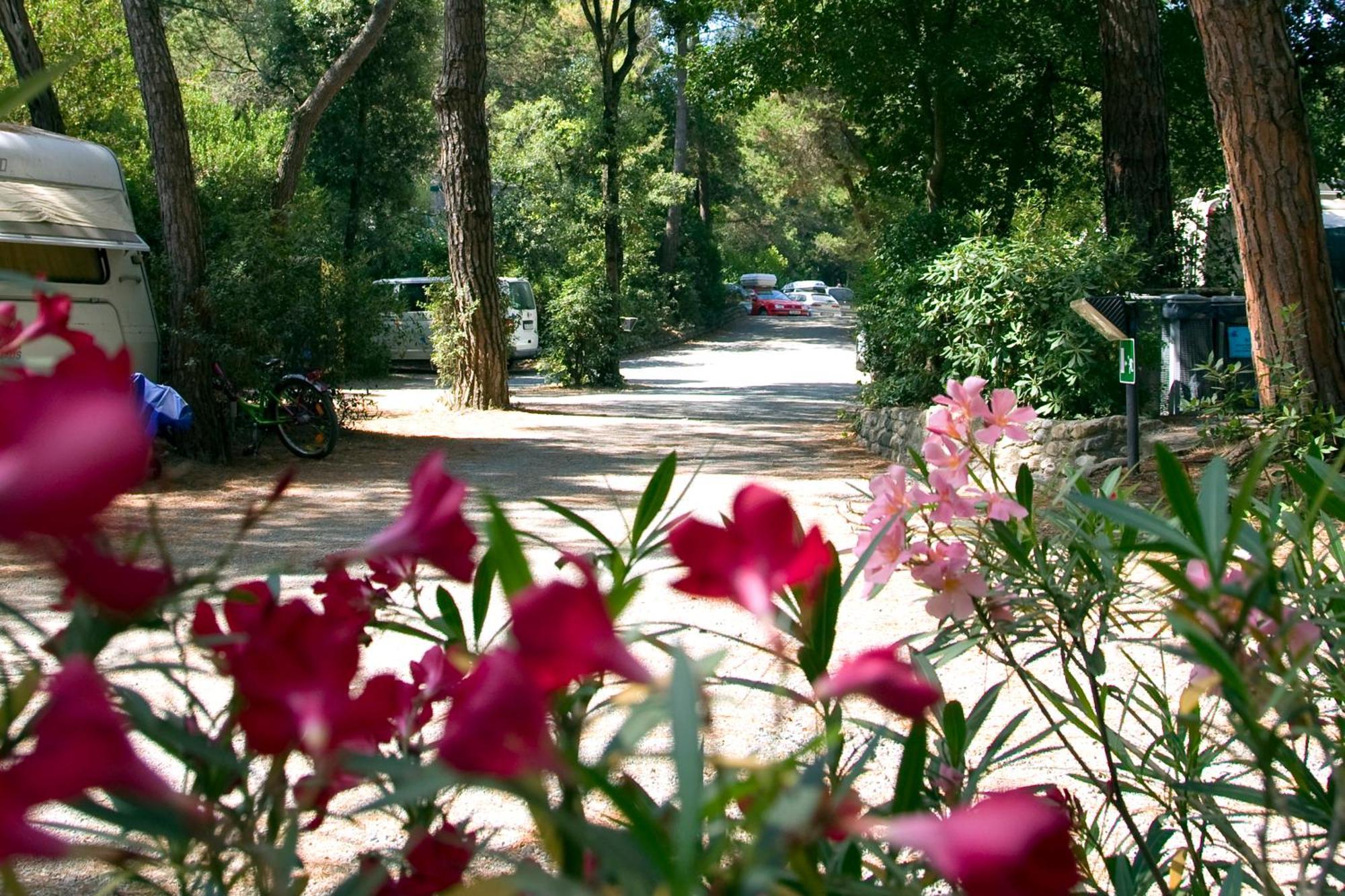 Camping Casa Di Caccia Marina Di Bibbona Exteriör bild